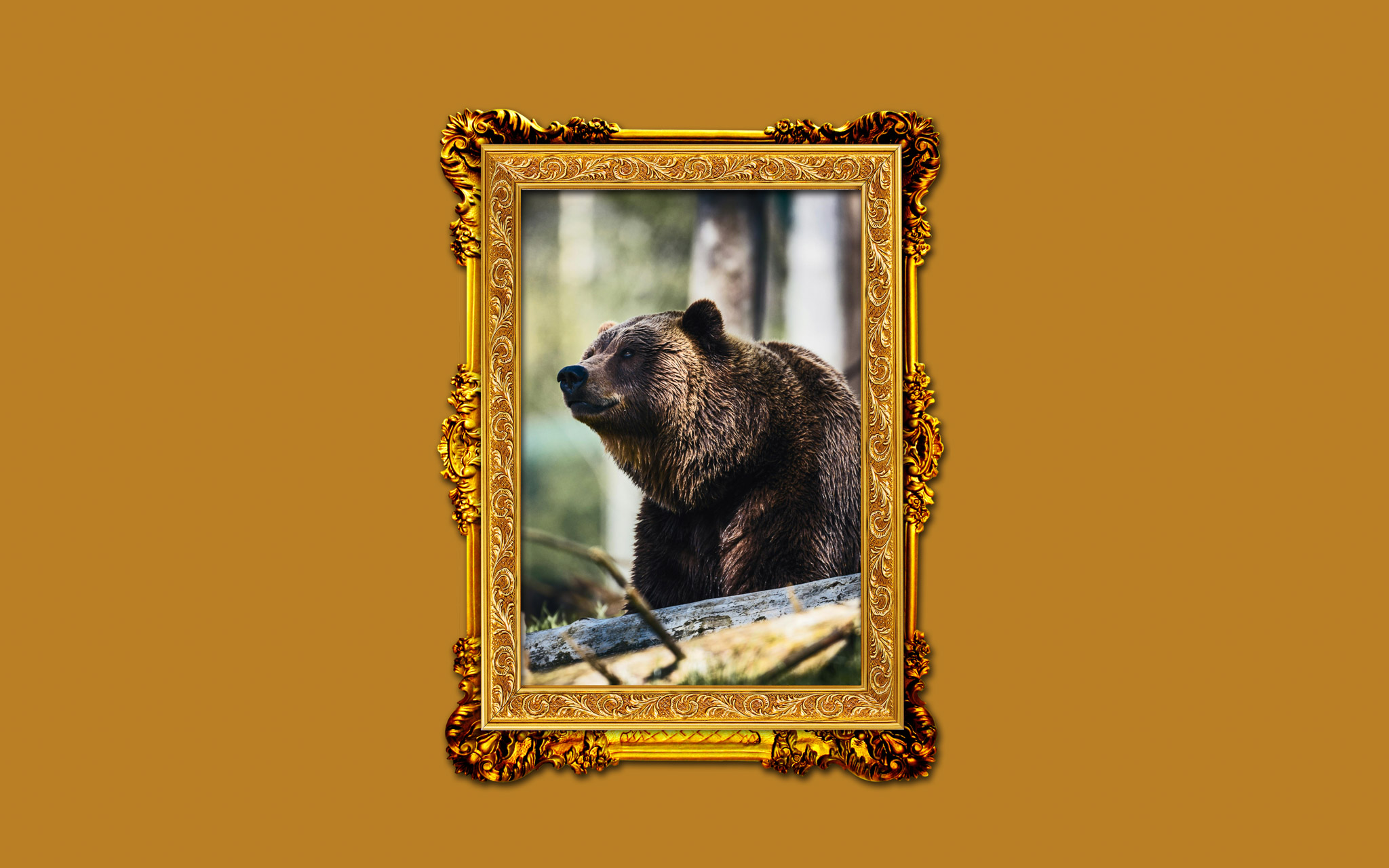 Ours brun